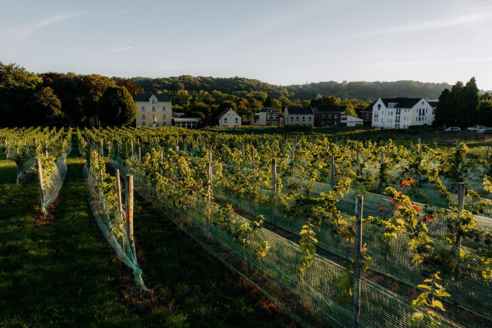 샤토 세인트 게를라흐 호텔 팔켄뷔르흐안더횔 외부 사진 Vineyards in the Moselle valley
